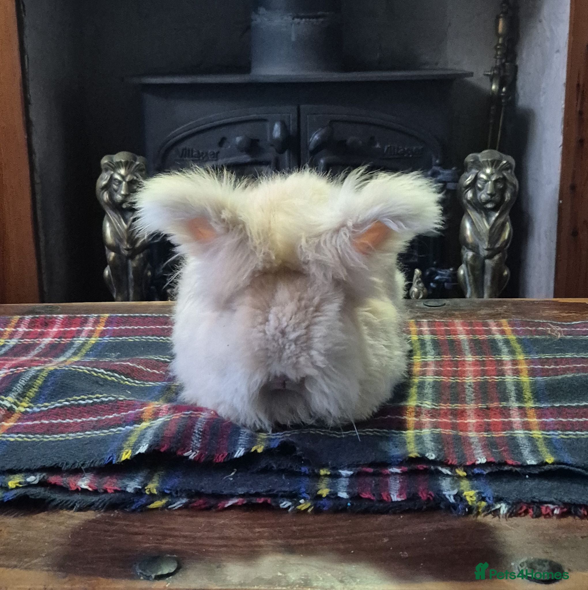 Angora rabbits Gorgeous Angora Rabbits, Pure Bred Full Faced. - Advert 7