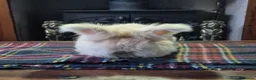 Angora rabbits for sale: Gorgeous Angora Rabbits, Pure Bred Full Faced. - Advert 2
