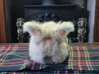 Angora rabbits Gorgeous Angora Rabbits, Pure Bred Full Faced. - Advert 7