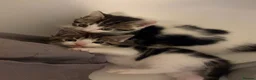 Mixed Breed cats for sale: Gorgeous litter of kittens in Diss - Advert 5