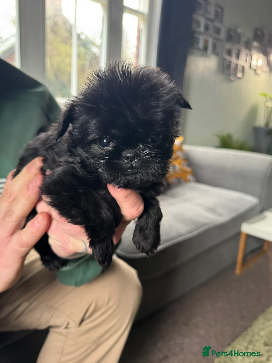Griffon Bruxellois dogs for sale: Beautiful Rough coated Brussels Griffons  - Advert 4