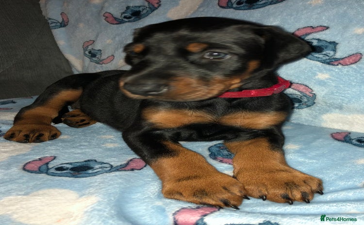 Dobermann dogs - Advert 1
