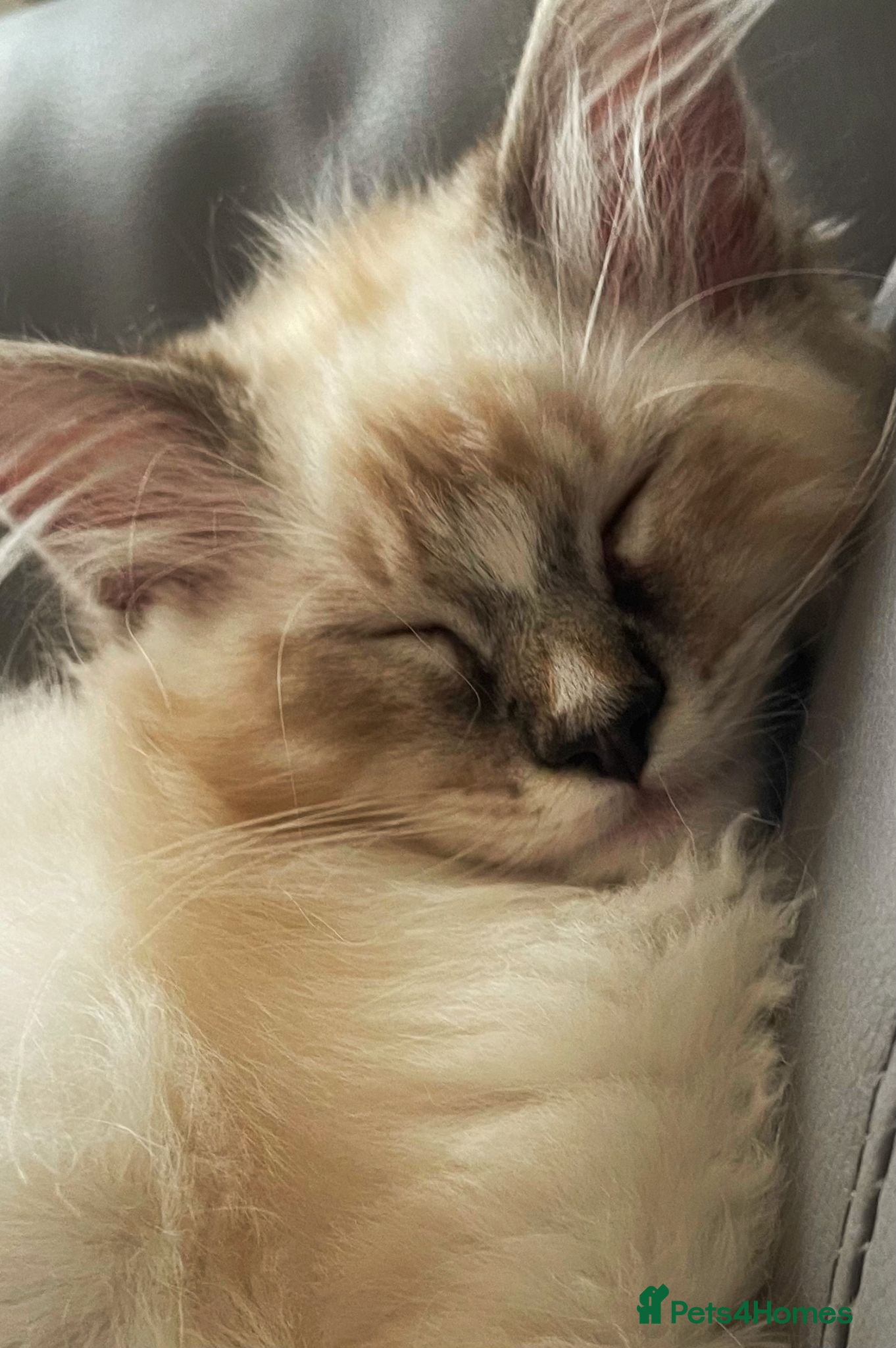 Ragdoll cats TICA Registered Ragdoll Kittens - Advert 2