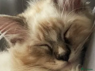Ragdoll cats TICA Registered Ragdoll Kittens - Advert 2