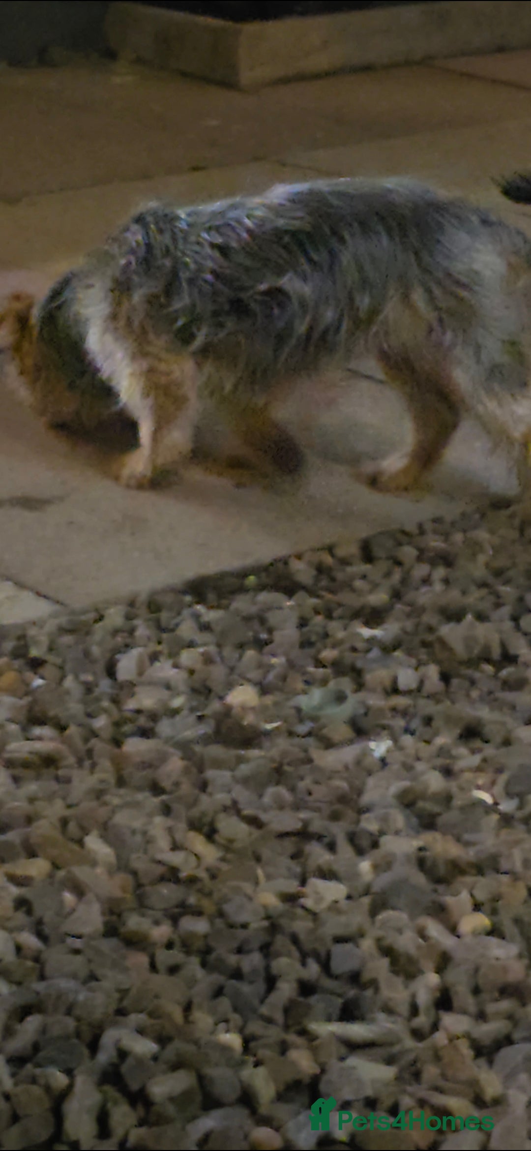 Yorkshire Terrier dogs for sale: Yorkshire terrier 8 months old girl - Advert 5