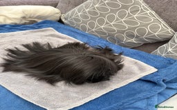 Guinea Pig rodents for sale: Peruvian guinea pig boar ( male ) - Image 3