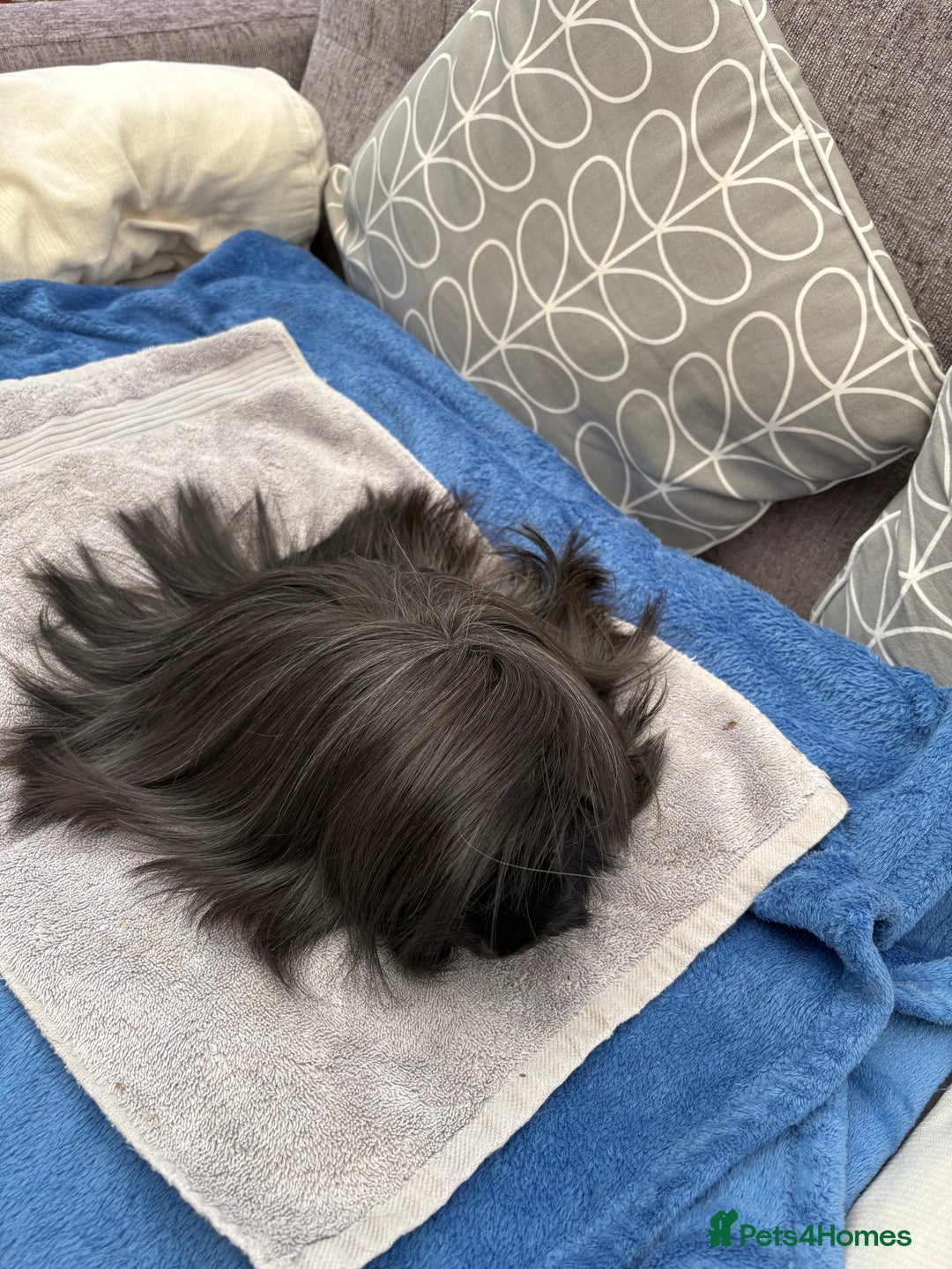 Guinea Pig rodents for sale: Peruvian guinea pig boar ( male ) - Image 3
