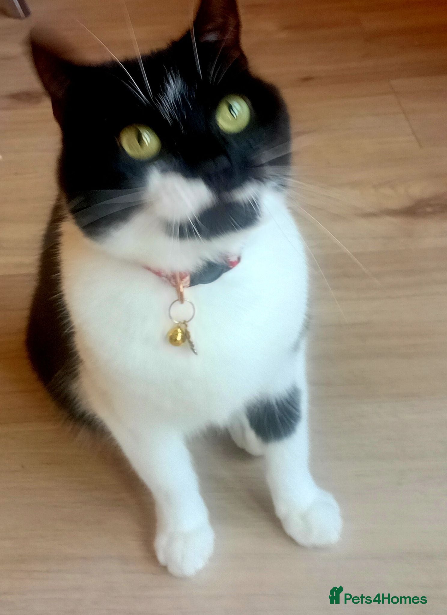 Mixed Breed cats A Beautiful Girl Looking for Her special home  - Advert 7