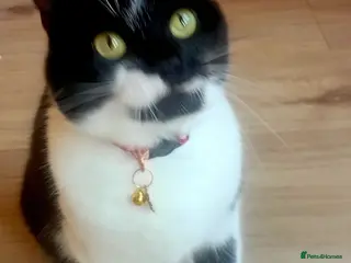 Mixed Breed cats A Beautiful Girl Looking for Her special home - Advert 3