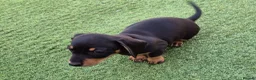 Miniature Dachshund dogs for sale: 1 puppy minature dachshund boy avaliable - Advert 11