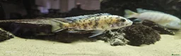 Other/Mixed Breed fish for sale: Assortment of fish  - Advert 12