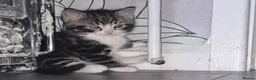 Mixed Breed cats for sale: Adorable little girls are looking for new home - Advert 11