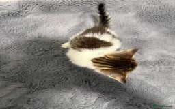 Mixed Breed cats for sale: Mixed kittens 4 males  - Image 12