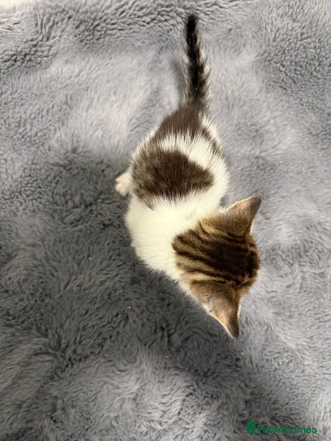 Mixed Breed cats for sale: Mixed kittens 4 males  - Image 12