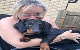 Dachshund dogs for sale: Bertie two year old Daschund full size  - Image 3
