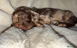 Cockapoo dogs for sale: F1 Cockapoo puppies  - Image 32
