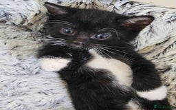 Mixed Breed cats for sale: Tabby mix rangdoll and black - Image 3