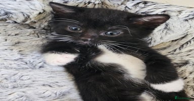 Mixed Breed cats - Advert 14