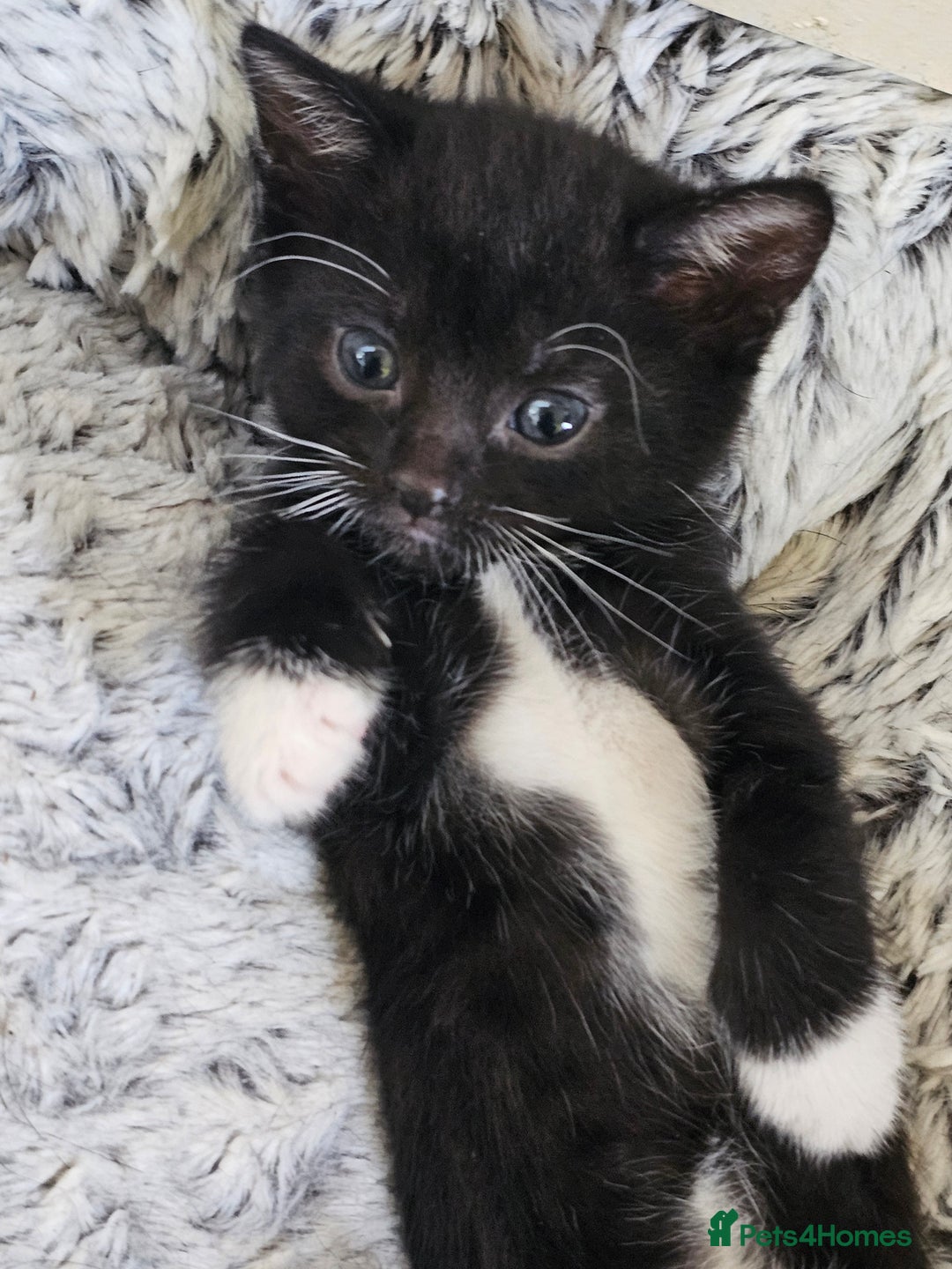 Mixed Breed cats for sale: Tabby mix rangdoll and black - Image 3