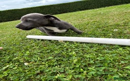 Jack Russell dogs for sale: Jack Russell, stunning litter,  in Doncaster - Image 24