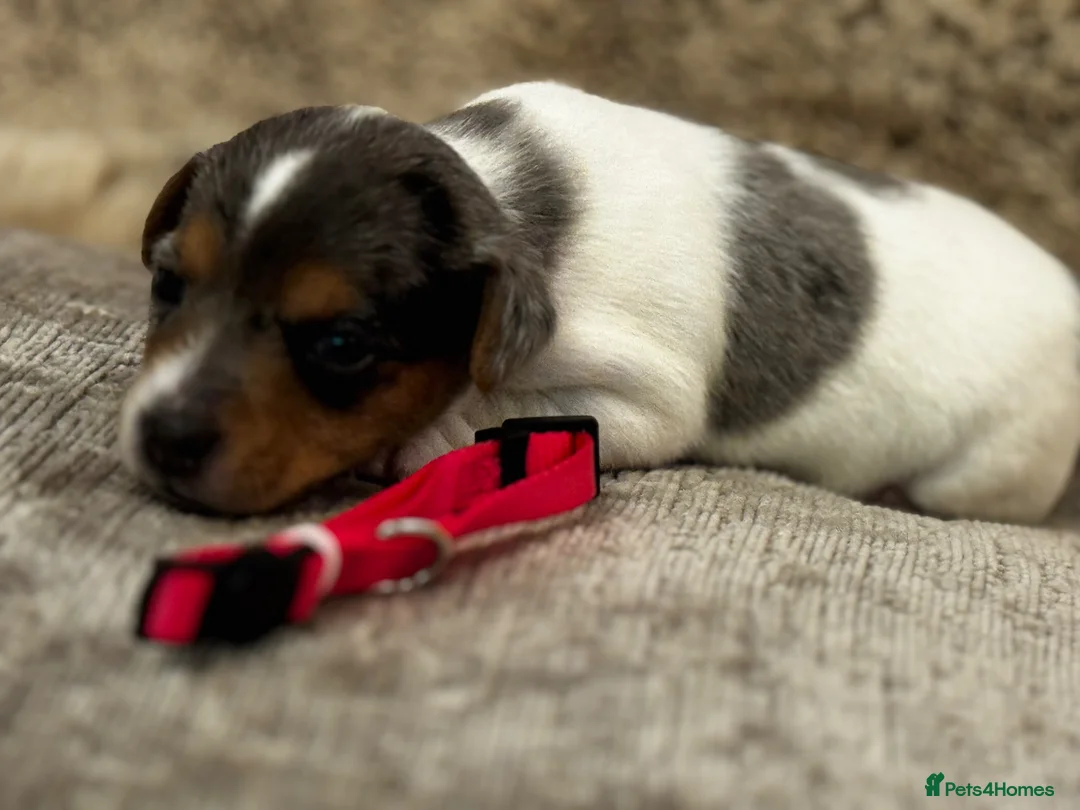Jack Russell dogs for sale: ⭐️ mini Jack Russel puppies ⭐️ - Advert 20