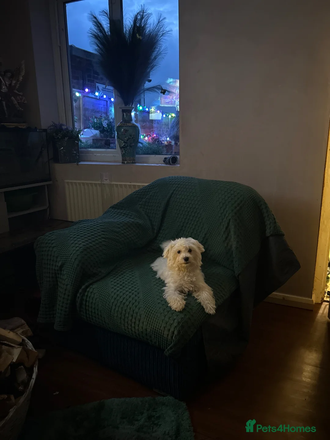 Maltipoo dogs for sale: Maltipoo puppy  - Advert 6