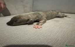 Whippet dogs for sale: Whippet Puppies  - Advert 6