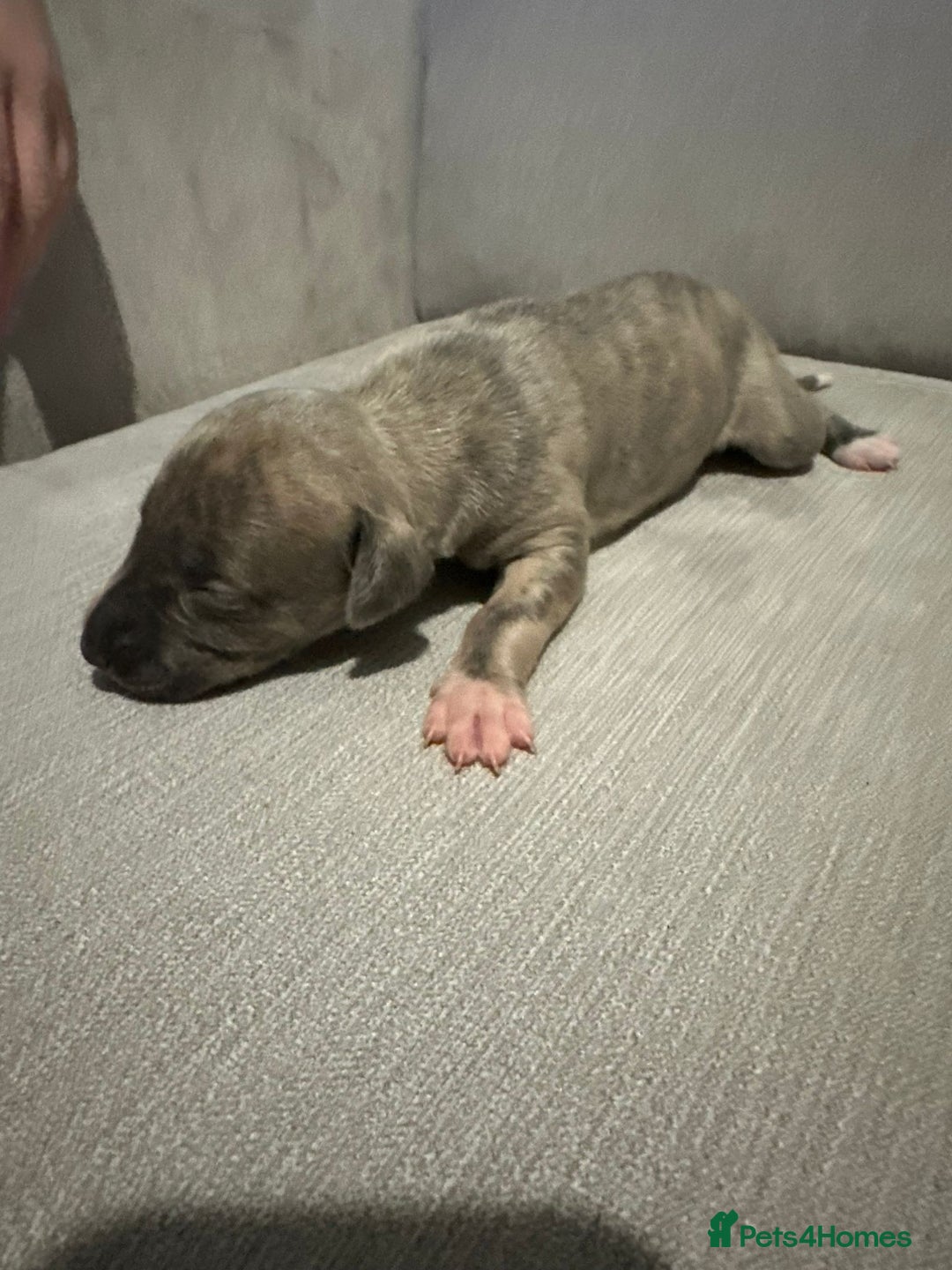 Whippet dogs for sale: Whippet Puppies  - Advert 6