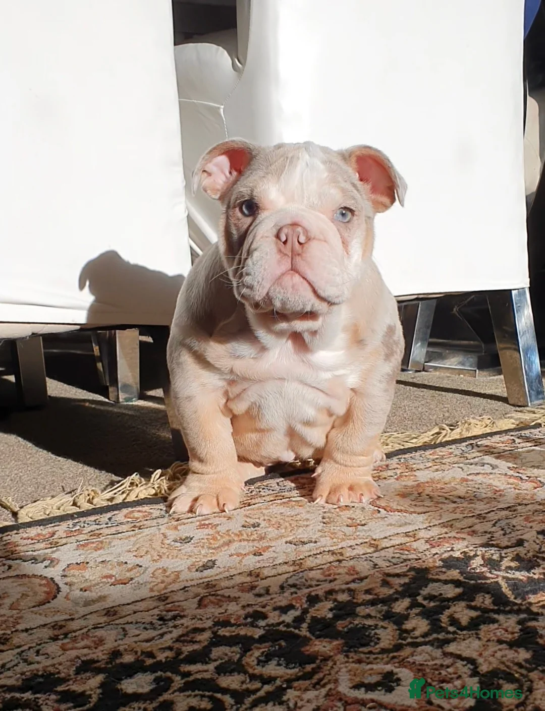English Bulldog dogs for sale: Lovely lilac and tan Merle girl - Advert 14