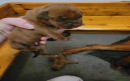 Mixed Breed dogs for sale: 7 Douge De Bordeaux X Presa Canario  - Image 4