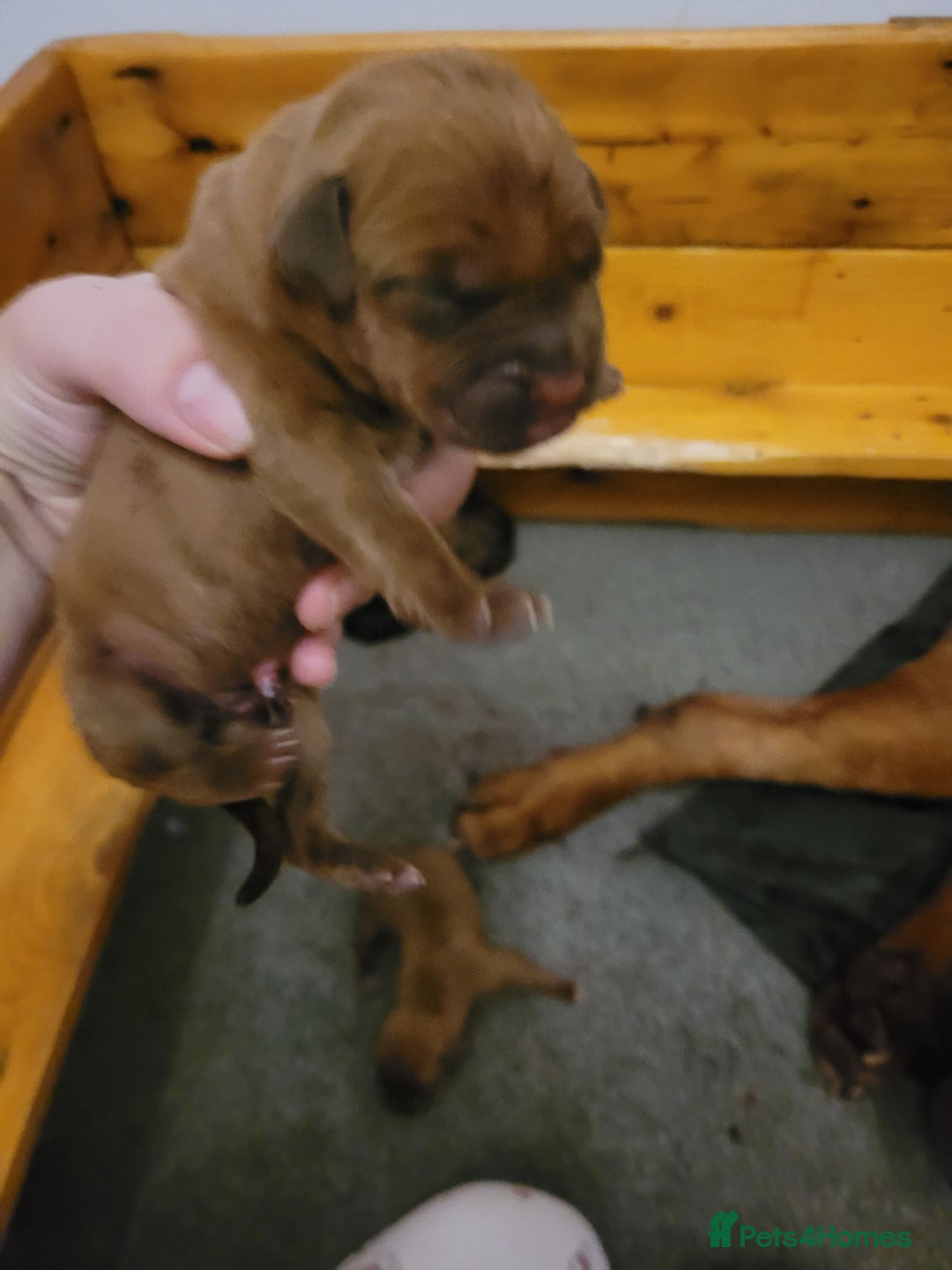 Mixed Breed dogs for sale: 7 Douge De Bordeaux X Presa Canario  - Image 4