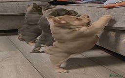 French Bulldog dogs for sale: Last 1 available,New shade Isabella French bulldog - Advert 2