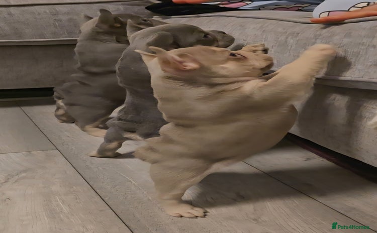 French Bulldog dogs - Advert 5