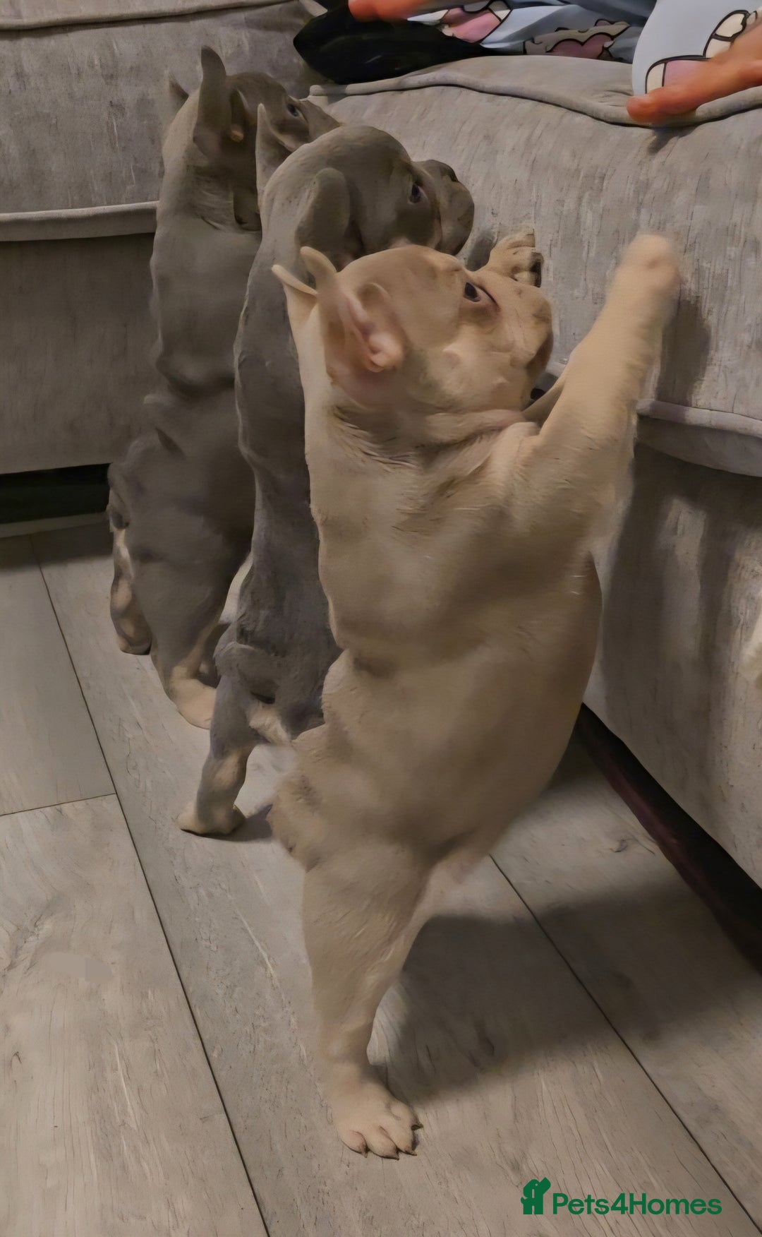 French Bulldog dogs for sale: Last 1 available,New shade Isabella French bulldog - Advert 2