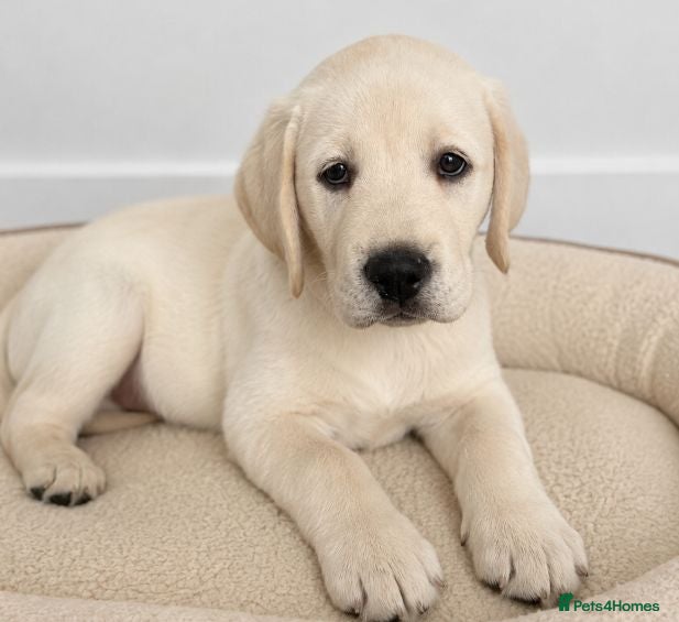 Labrador Retriever dogs Advanced trained Labrador  - Advert 2