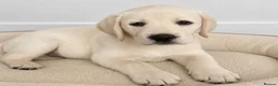 Labrador Retriever dogs for sale: Advanced trained Labrador  - Advert 1