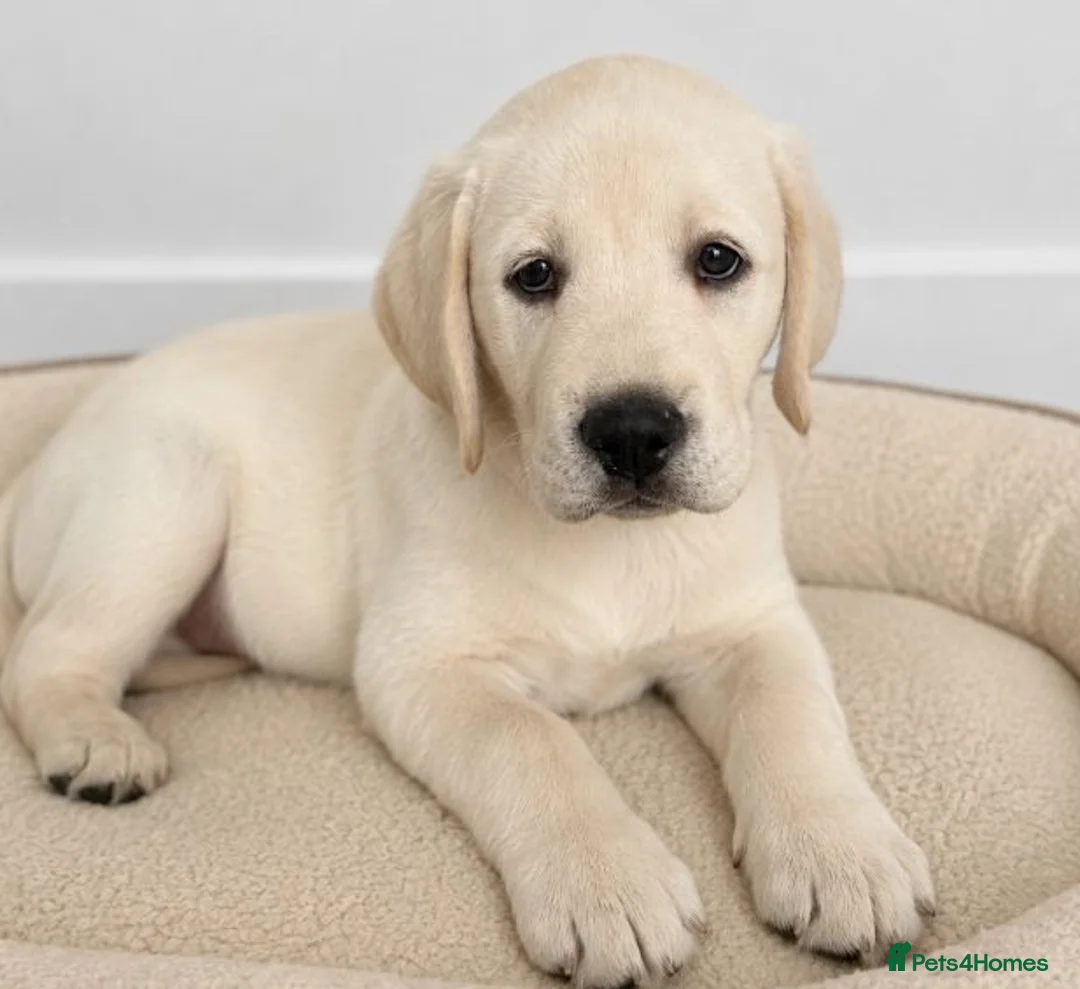 Labrador Retriever dogs for sale: Advanced trained Labrador  - Advert 1