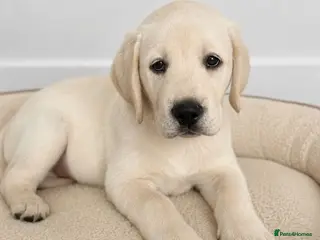 Labrador Retriever dogs Advanced trained Labrador - Advert 1