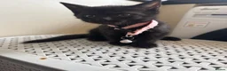 Mixed Breed cats for sale: Kittens  - Advert 2