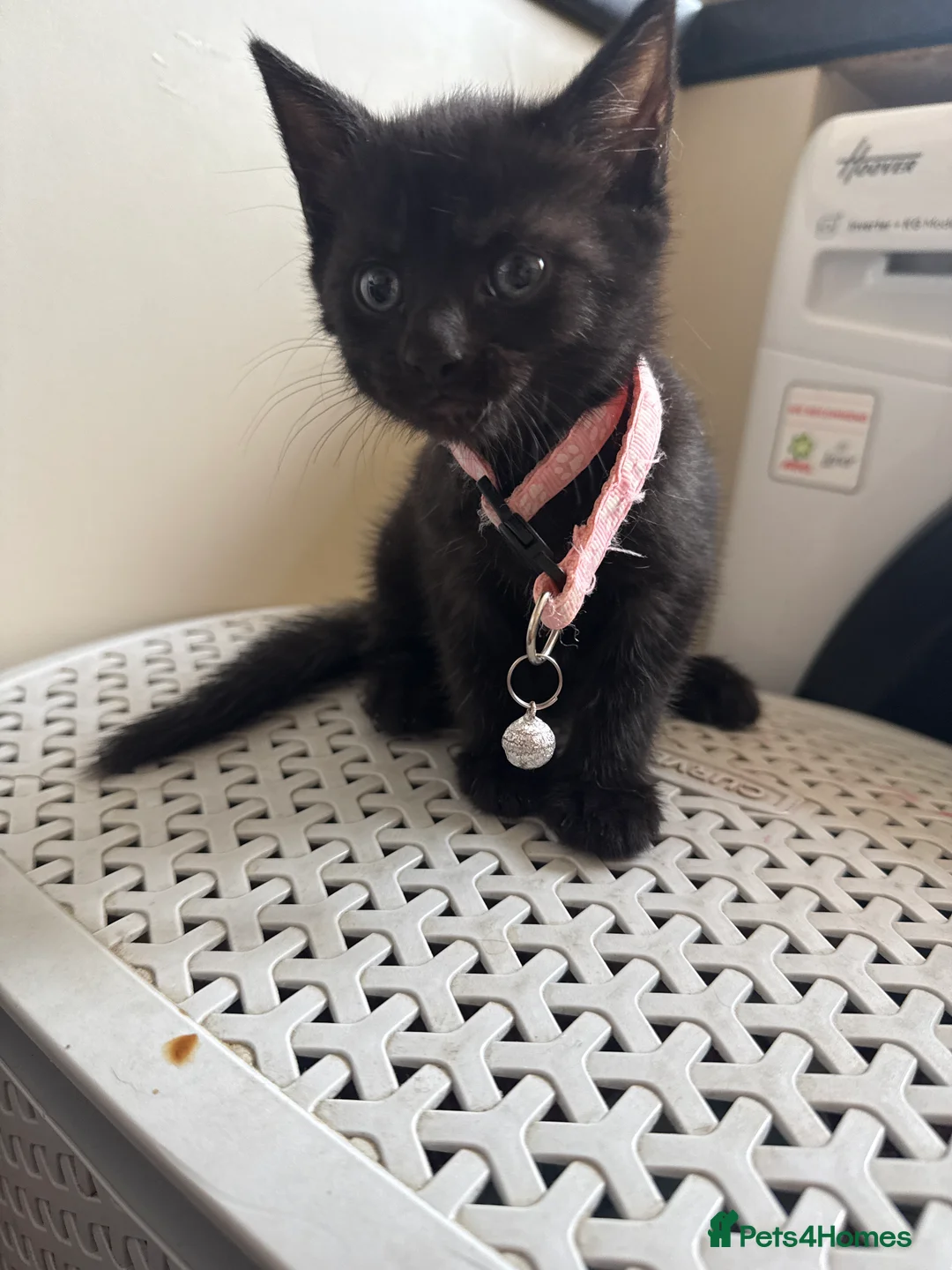 Mixed Breed cats for sale: Kittens  - Advert 2
