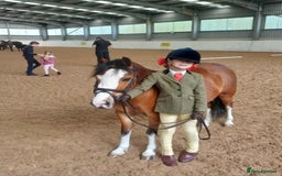 Welsh Section B horses for sale: 5yr old Welsh mountain pony - Advert 1