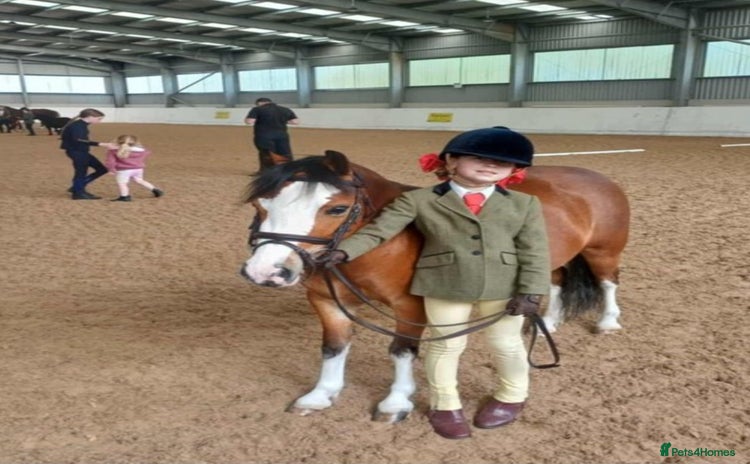 Welsh Section B horses 5yr old Welsh mountain pony - Advert 2