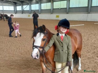 Welsh Section B horses 5yr old Welsh mountain pony - Advert 3