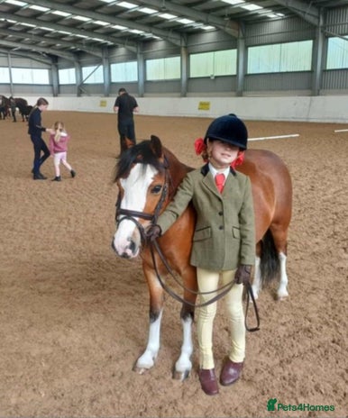 Welsh Section B horses 5yr old Welsh mountain pony - Advert 1