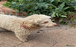 Miniature Poodle dogs for sale: 1.5 years old Miniature Poodle boy for loving home - Image 17