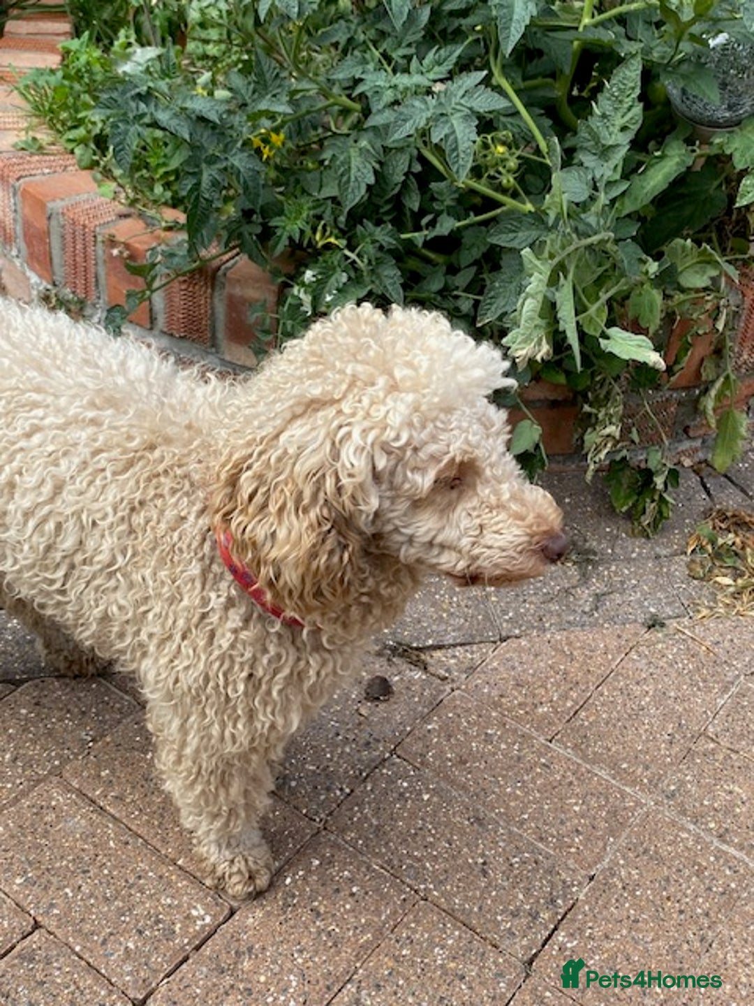 Miniature Poodle dogs for sale: 1.5 years old Miniature Poodle boy for loving home - Image 17