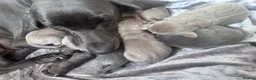 Weimaraner dogs for sale: ✨KC Weimaraner litter  from Champion Bloodlines ✨ - Advert 3