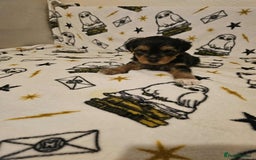 Yorkshire Terrier dogs for sale: Hello - Image 21