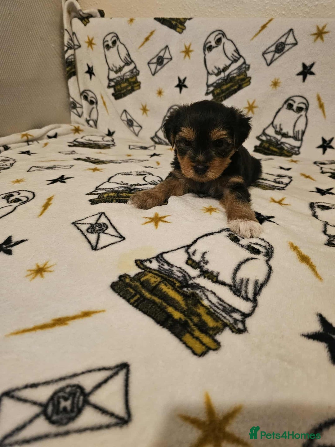 Yorkshire Terrier dogs for sale: Hello - Image 21