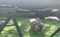 French Bulldog dogs for sale: Frankie 1 year old  Big Rope  blue brindle boy  - Image 3
